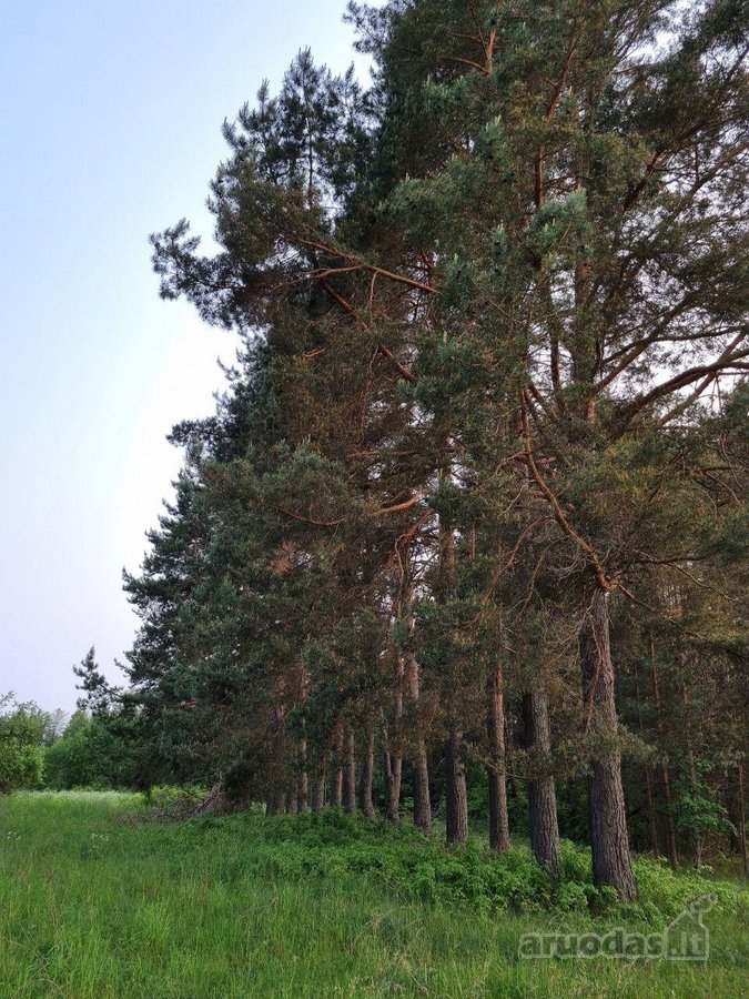 Parduodama Sodyba Prie Apvardų Ežero – - nuotraukos Nr. 10