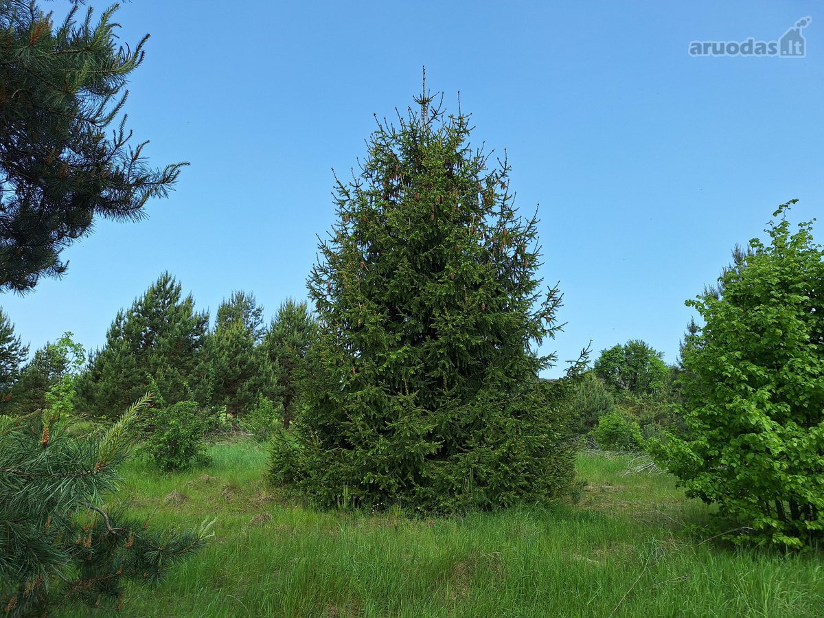 Parduodamas 1,24 ha ploto žemės ūkio - nuotraukos Nr. 9