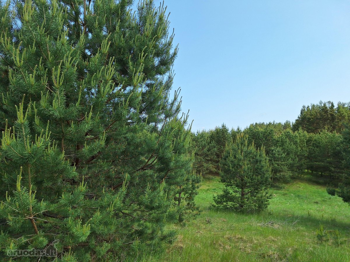 Parduodamas 1,24 ha ploto žemės ūkio - nuotraukos Nr. 13