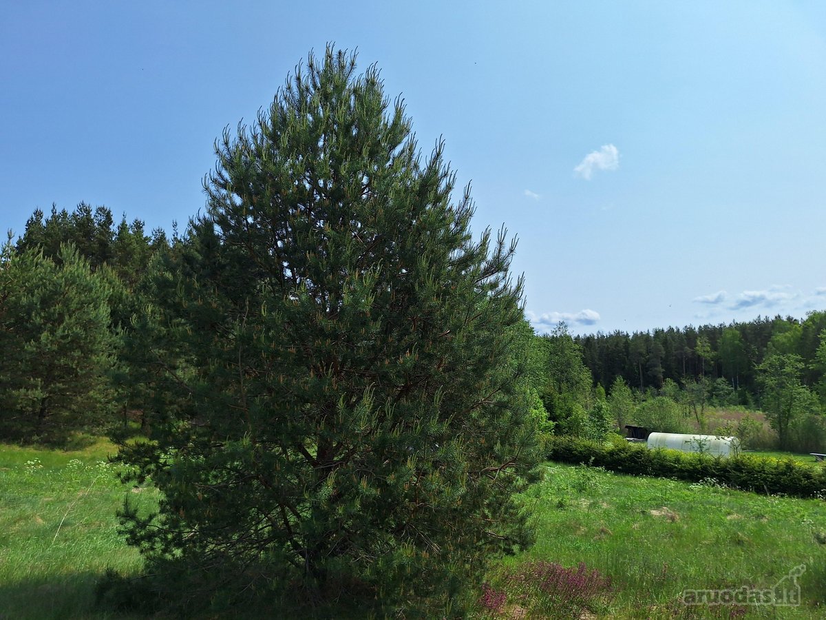 Parduodamas 1,24 ha ploto žemės ūkio - nuotraukos Nr. 7