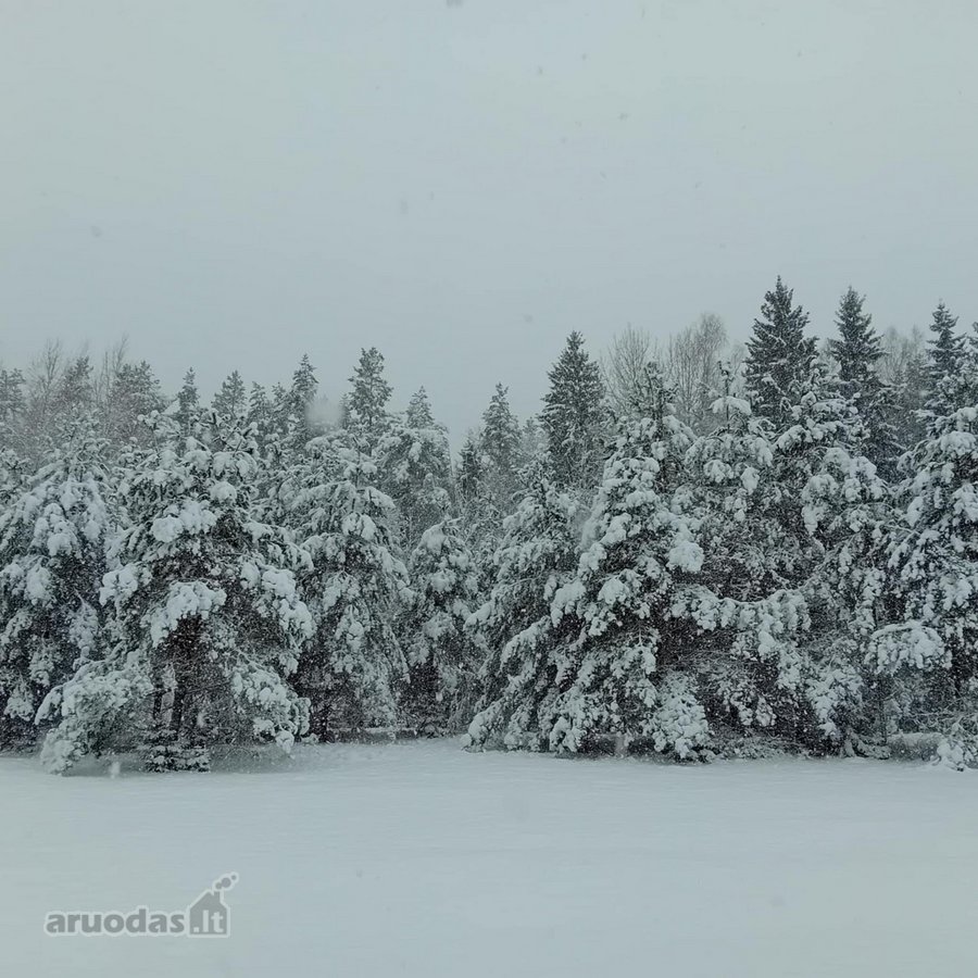 Ši nuostabi pamiškė, su išlikusiais senais - nuotraukos Nr. 9