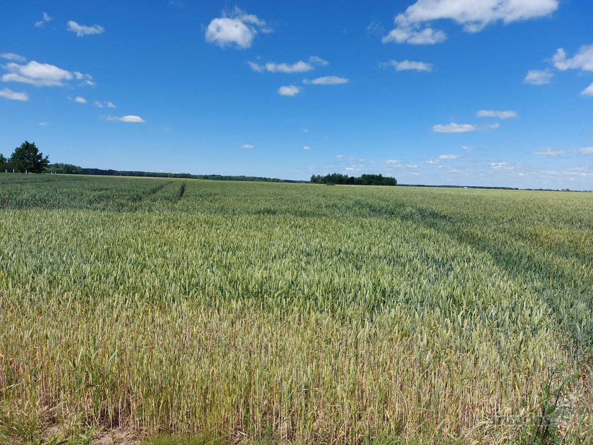 Parduodamas 10.39ha žemės sklypas (žemės ūkio