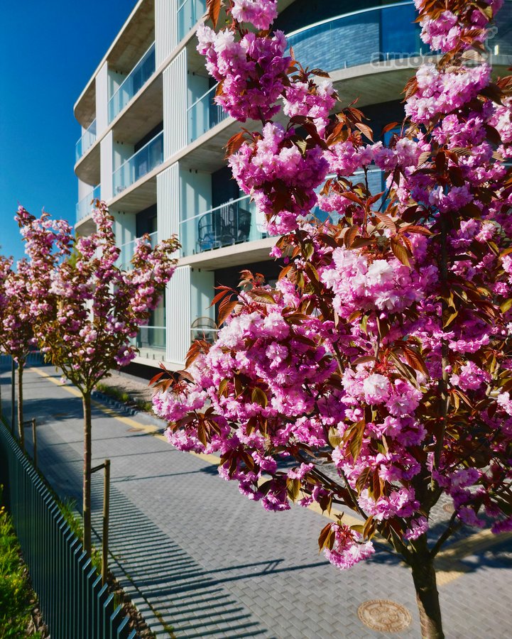 Prestižiniame “Vanagupės Pušys projekte