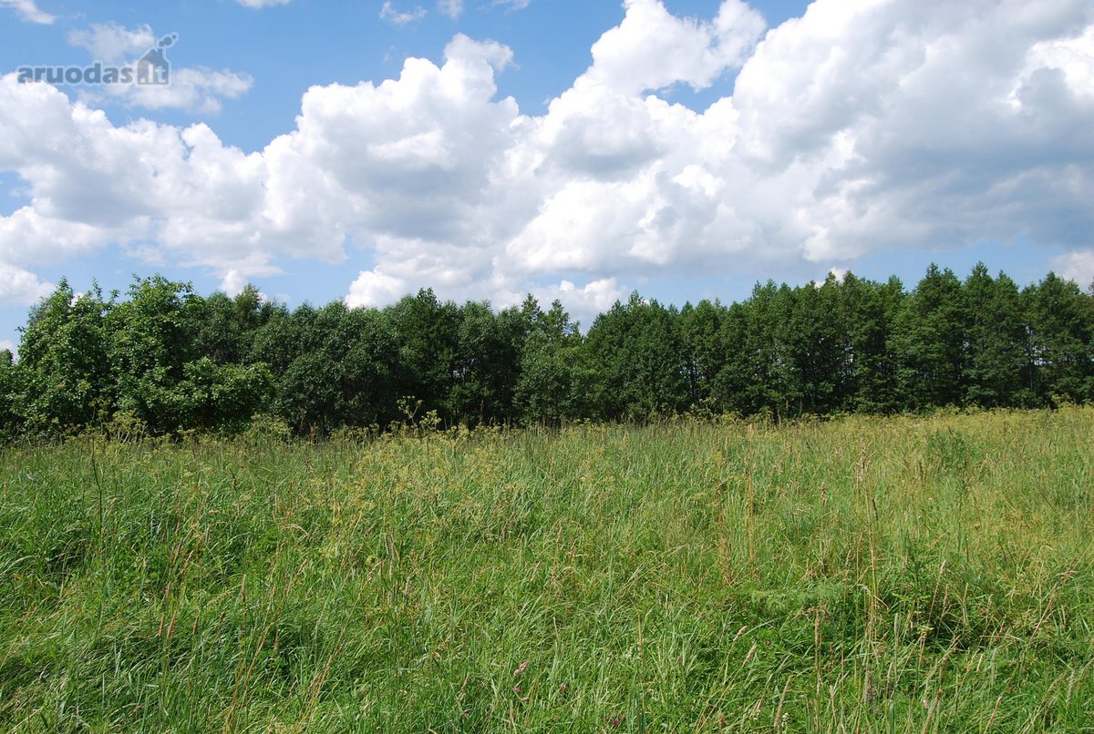 Parduodamas 6 ha žemės ūkio paskirties - nuotraukos Nr. 12