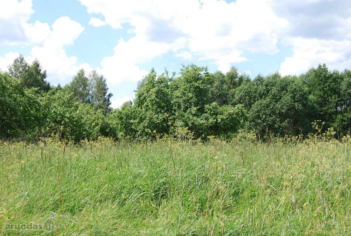 Parduodamas 6 ha žemės ūkio paskirties - nuotraukos Nr. 2