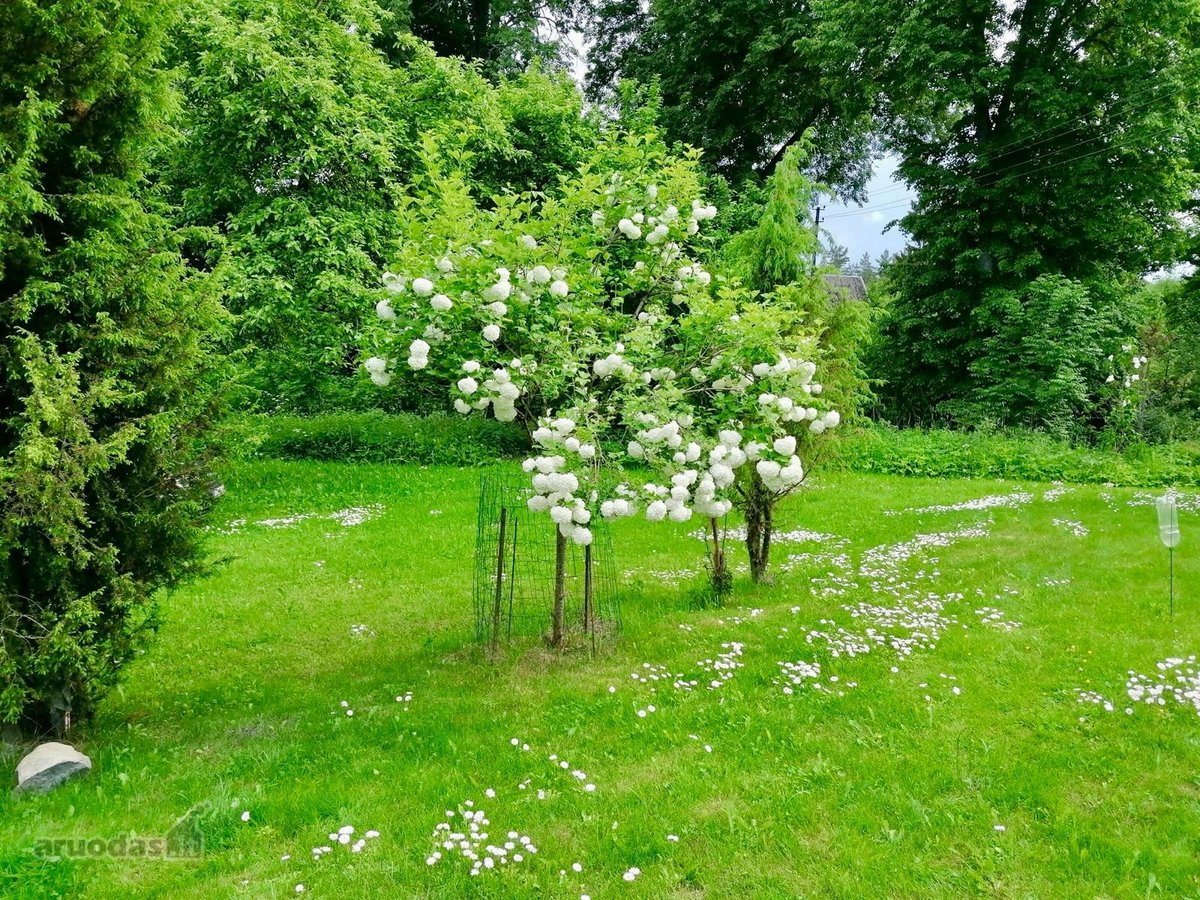Parduodama jauki sodyba vaizdingoje vietoje - nuotraukos Nr. 6