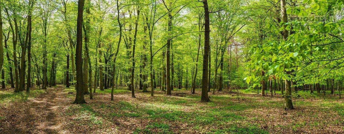 Parduodamas išugdytas miškas jaunuolynas.