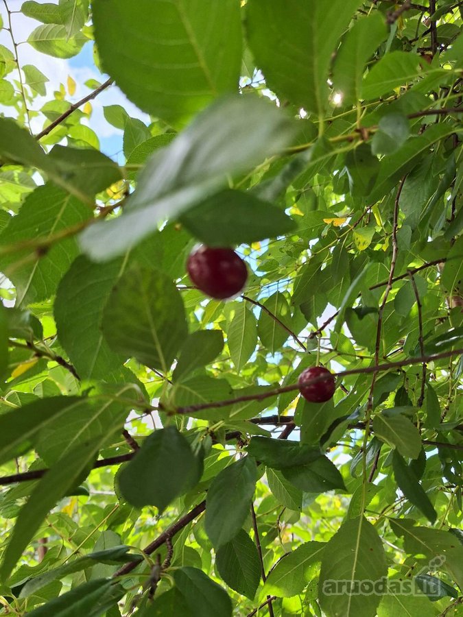 Parduodamas žemės sklypas su namu + pusrūsiu - nuotraukos Nr. 17