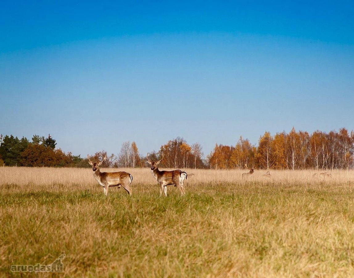 Parduodamas Privatus Safari Parkas Lietuvoje - nuotraukos Nr. 13