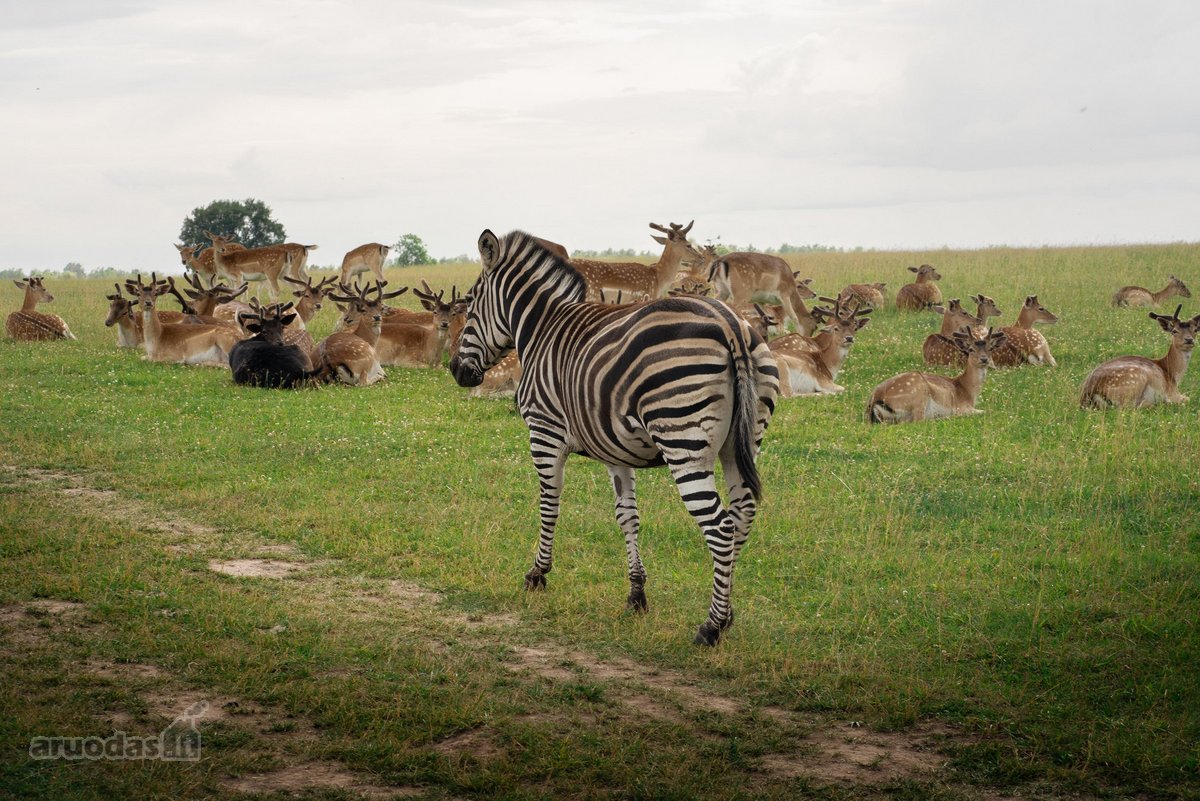 Parduodamas Privatus Safari Parkas Lietuvoje - nuotraukos Nr. 14
