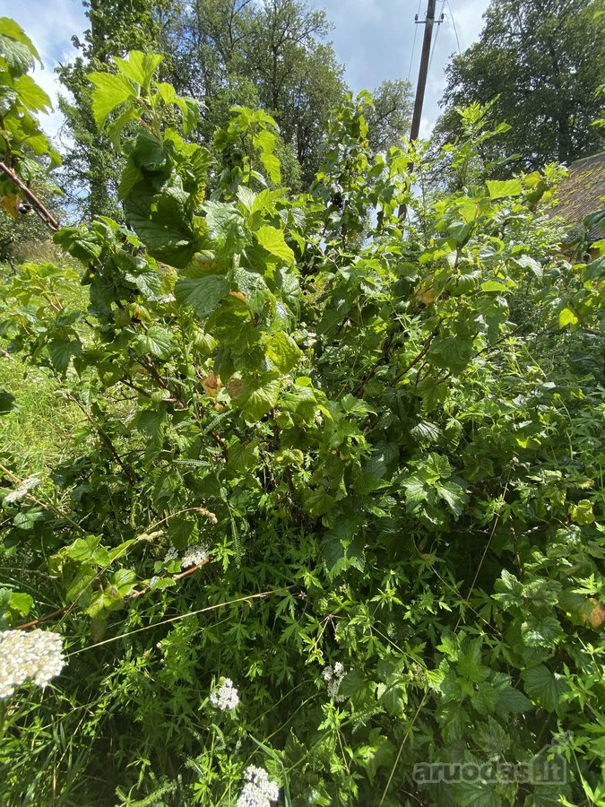 Parduodamas medinis, apšiltintas namas su 56 - nuotraukos Nr. 20