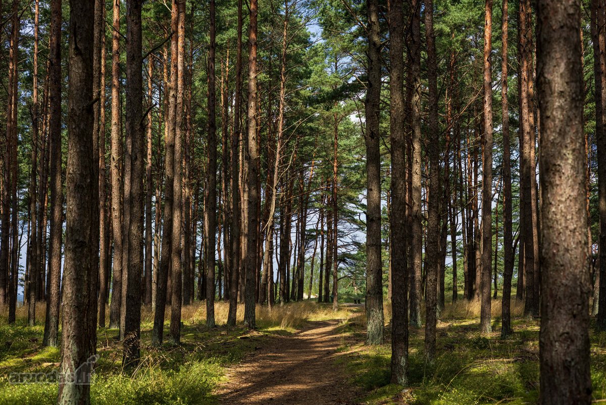 Kotedžai su privačiais kiemeliais Kunigiškėse. - nuotraukos Nr. 15