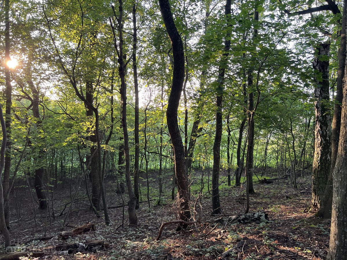 Parduodamas 1.2099 ha buvusi sena sodyba - nuotraukos Nr. 14