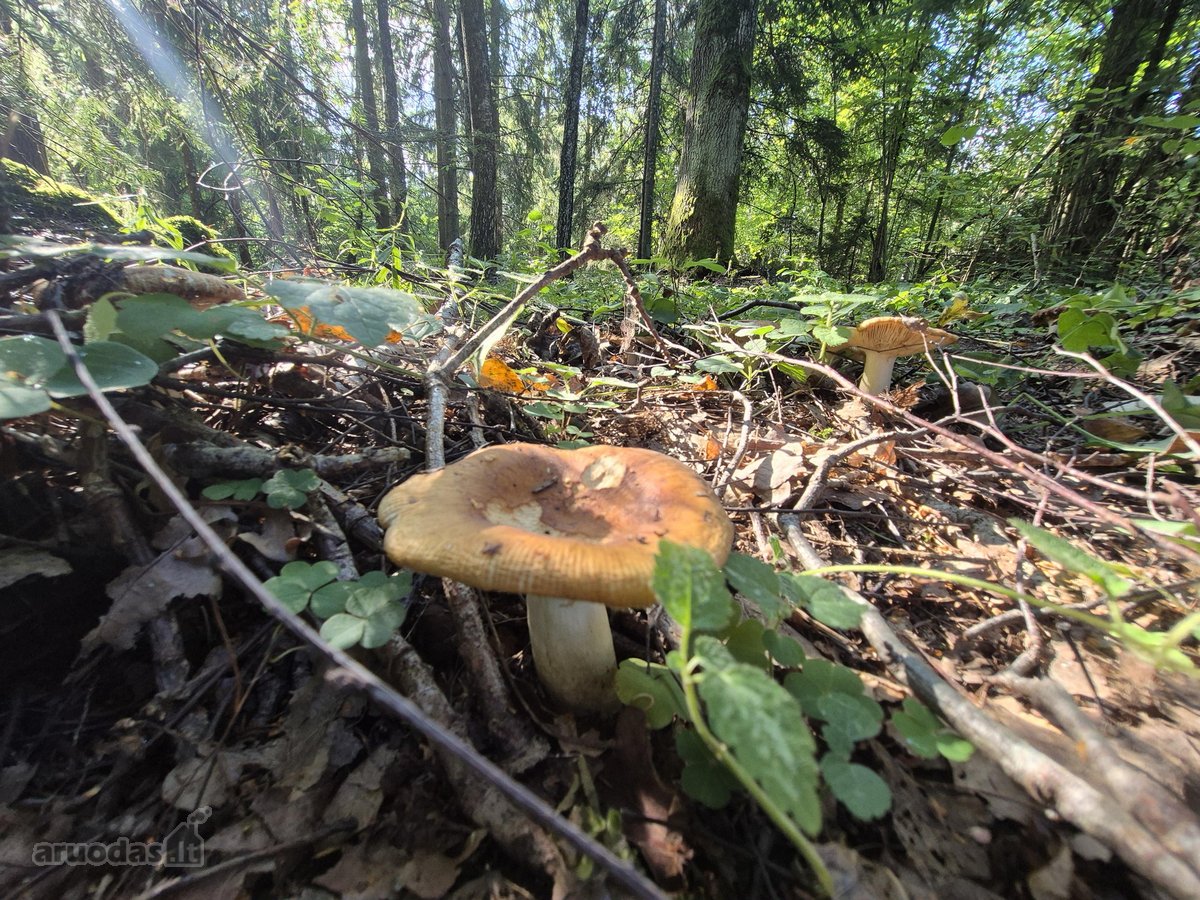 Parduodamas Sklypas Prie Plikių Tvenkinio, - nuotraukos Nr. 17