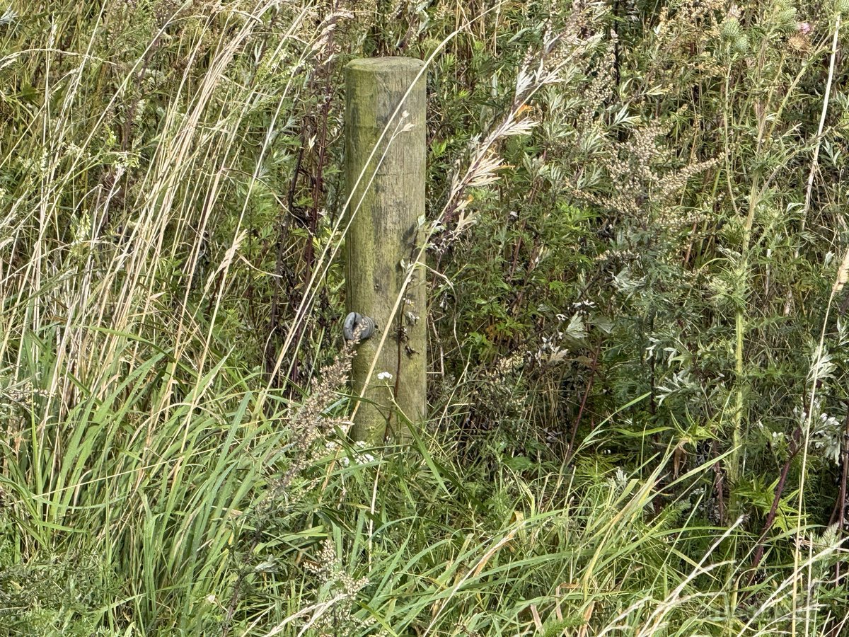 5,87 ha žemės ūkio paskirties sklypas Skuodo - nuotraukos Nr. 7