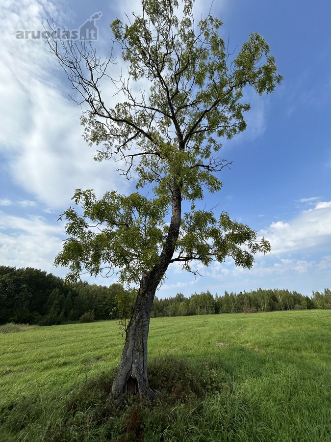 Parduodamas išskirtinis 5,06 ha sklypas ant - nuotraukos Nr. 19