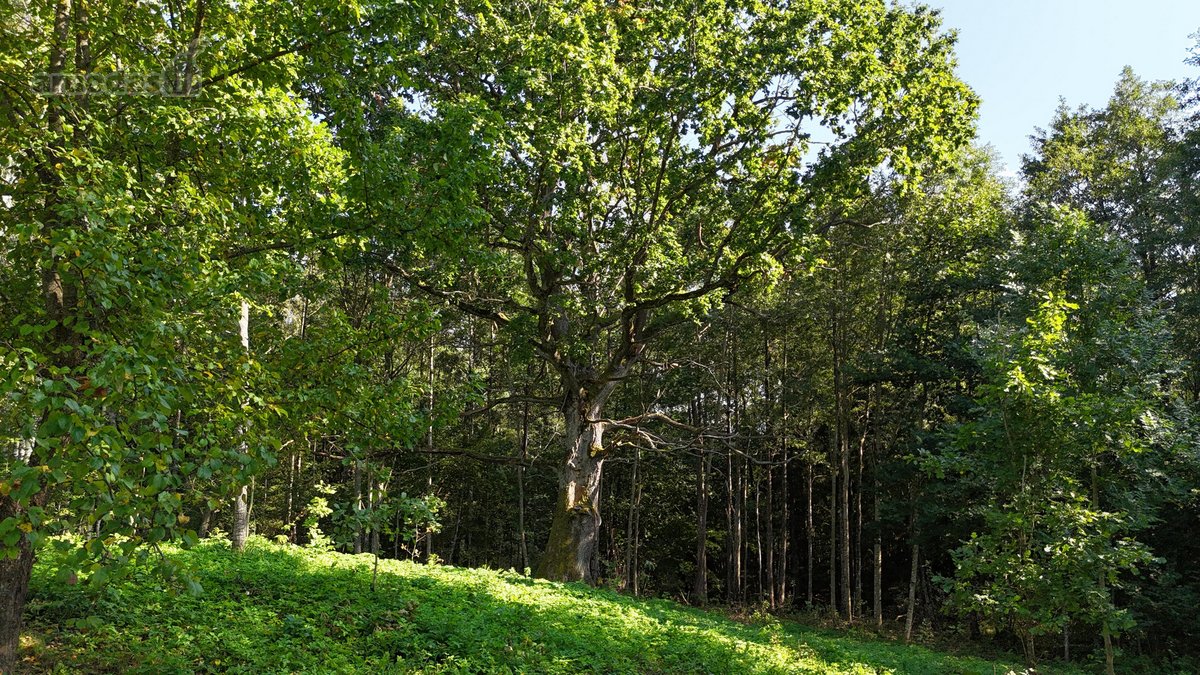 Parduodama sodyba su 11.24 ha žemės sklypu, - nuotraukos Nr. 11