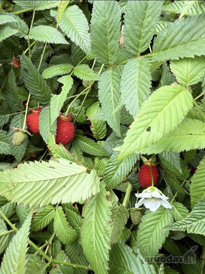 Parduodamas 2023 m. statybos namas su - nuotraukos Nr. 38