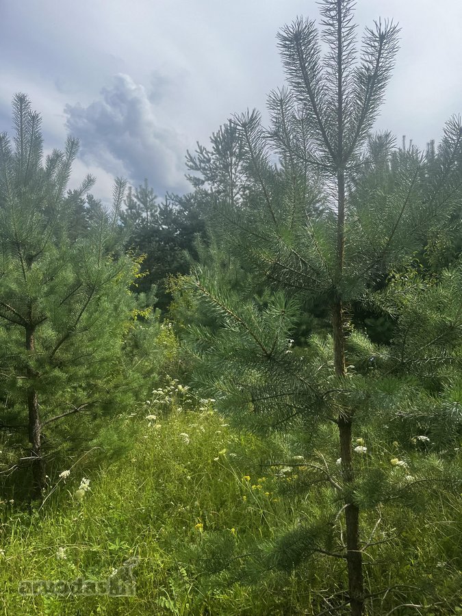 Parduodamas pušų apsuptyje labai gražus - nuotraukos Nr. 2