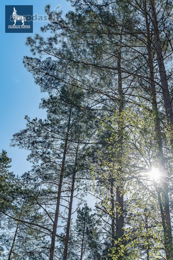 Didelė, daugiau nei pusės hektaro namų valda - nuotraukos Nr. 30