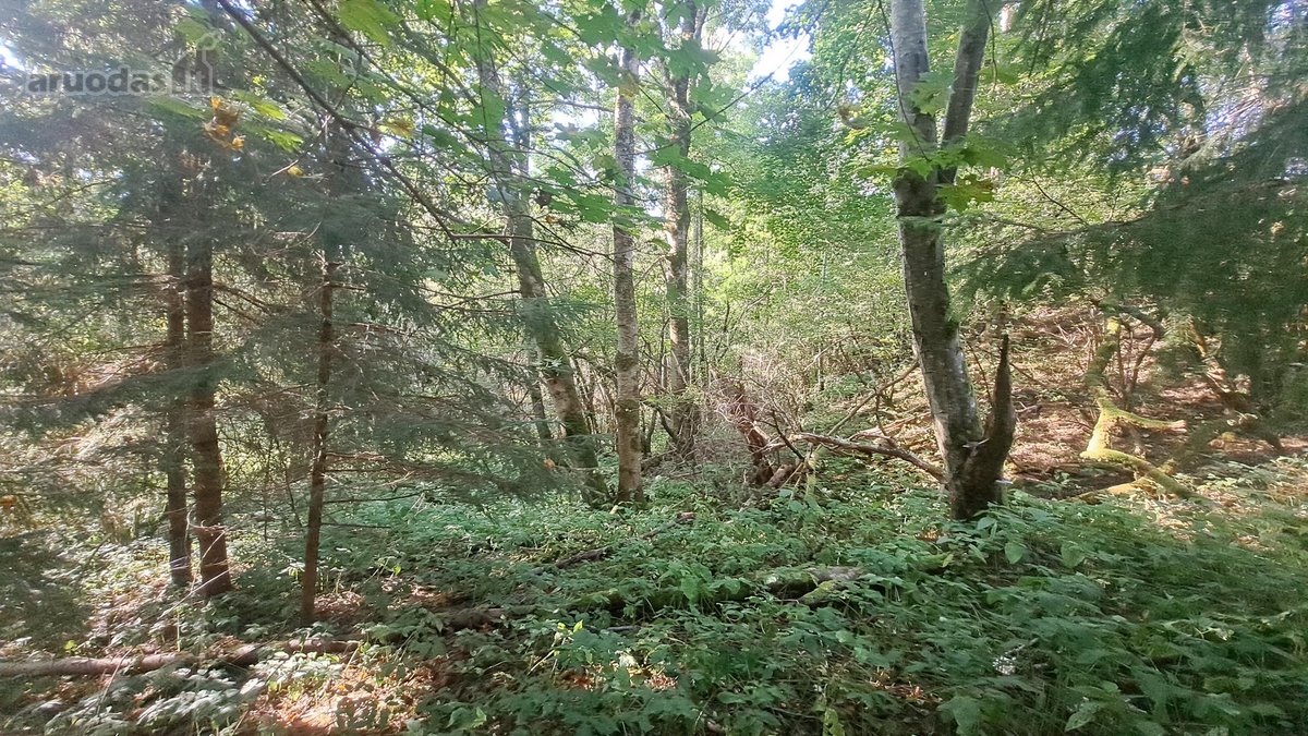 Gražioje ir ramioje vietoje Maciuičiuose - nuotraukos Nr. 11