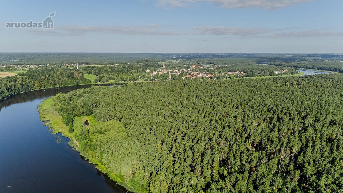 Birštono kurorte, šimtąmečių ąžuolų - nuotraukos Nr. 3