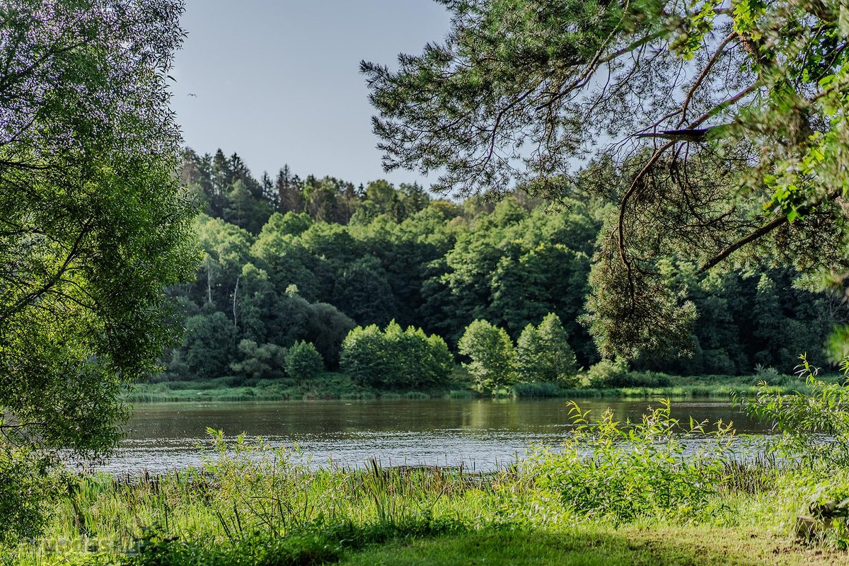 Birštono kurorte, šimtąmečių ąžuolų - nuotraukos Nr. 12