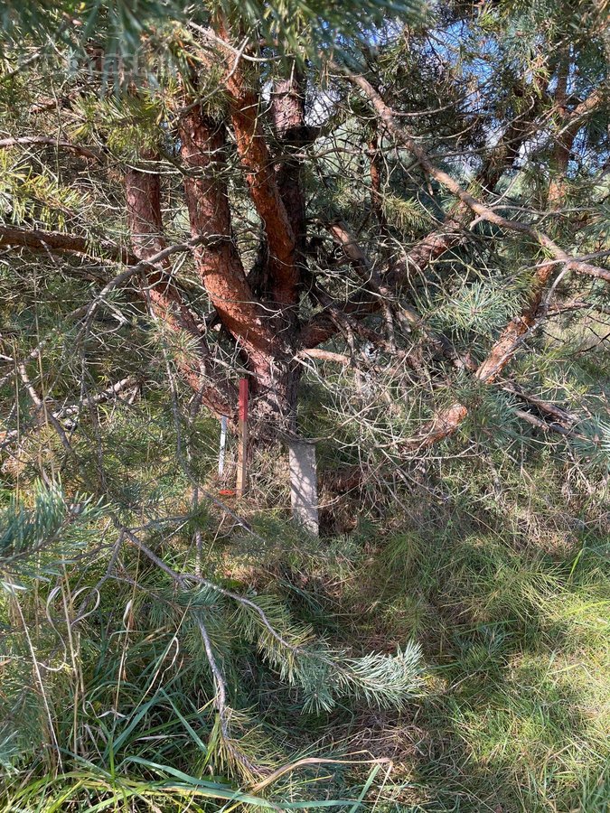 Parduodamas Sklypas Sodybai Aukštadvario - nuotraukos Nr. 14