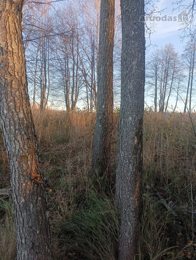 Parduodamas didelis puikus sklypas prie ezero - nuotraukos Nr. 9