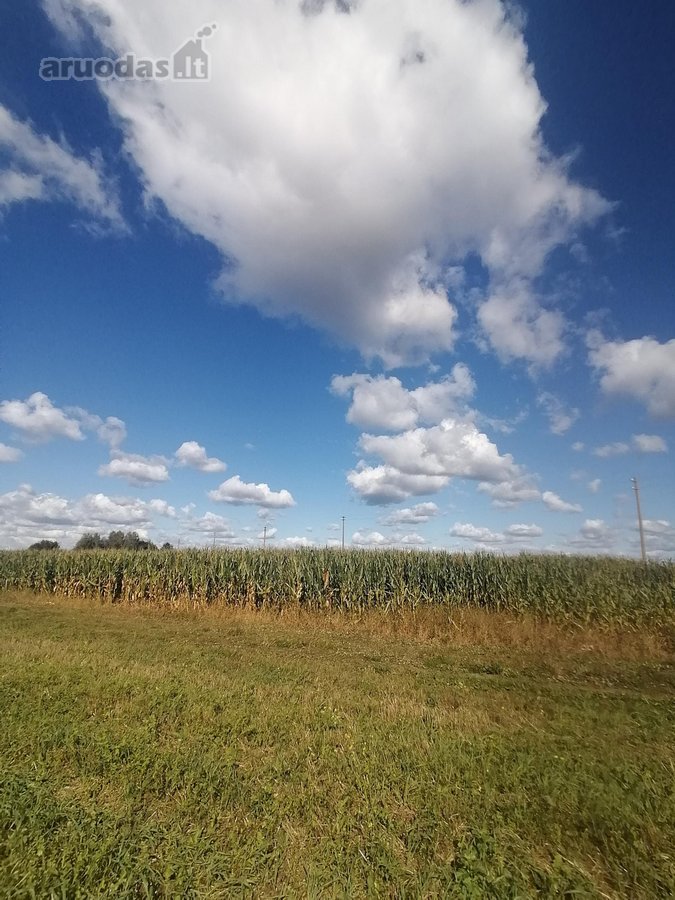 Parduodamas 3,1 ha ariamos žemės sklypas.