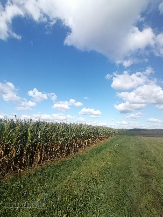 Parduodamas 3,1 ha ariamos žemės sklypas. - nuotraukos Nr. 2