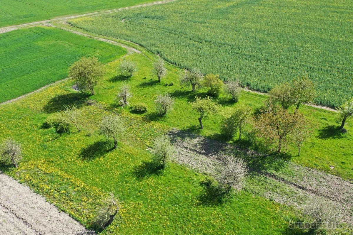 Parduodama sodyba Pasvalio raj. Šimonių k. - nuotraukos Nr. 17