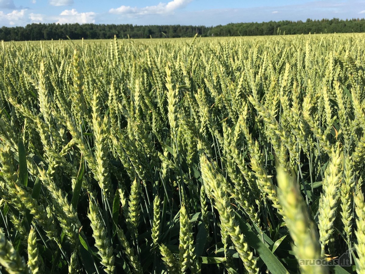 Parduodamas pelningas augalininkystės ūkis