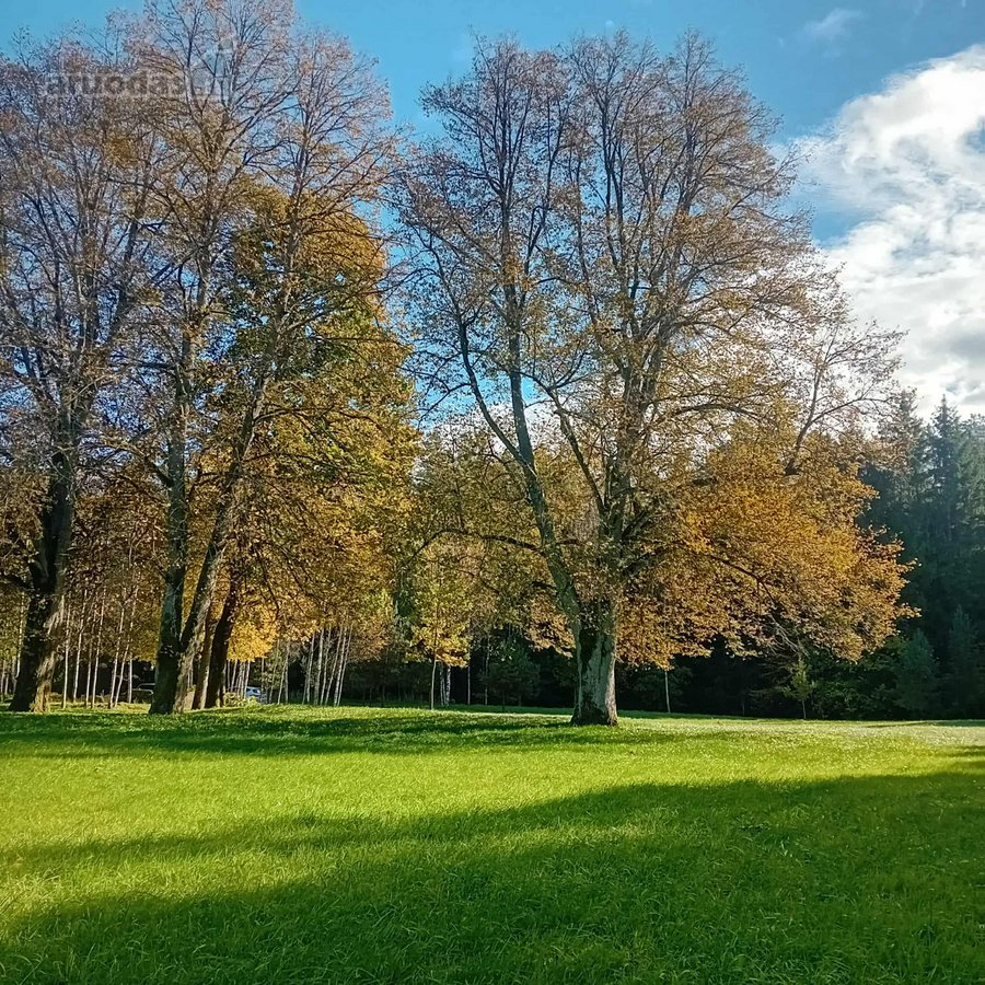 Ši nuostabi pamiškė, su išlikusiais senais - nuotraukos Nr. 3