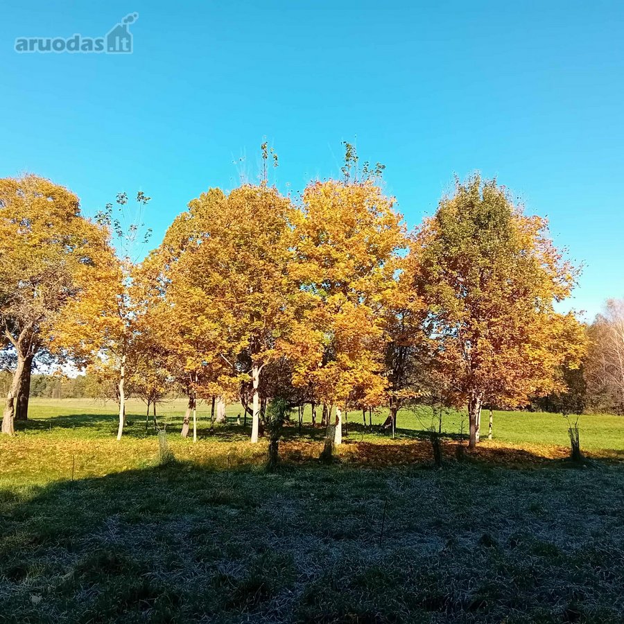 Ši nuostabi pamiškė, su išlikusiais senais - nuotraukos Nr. 2
