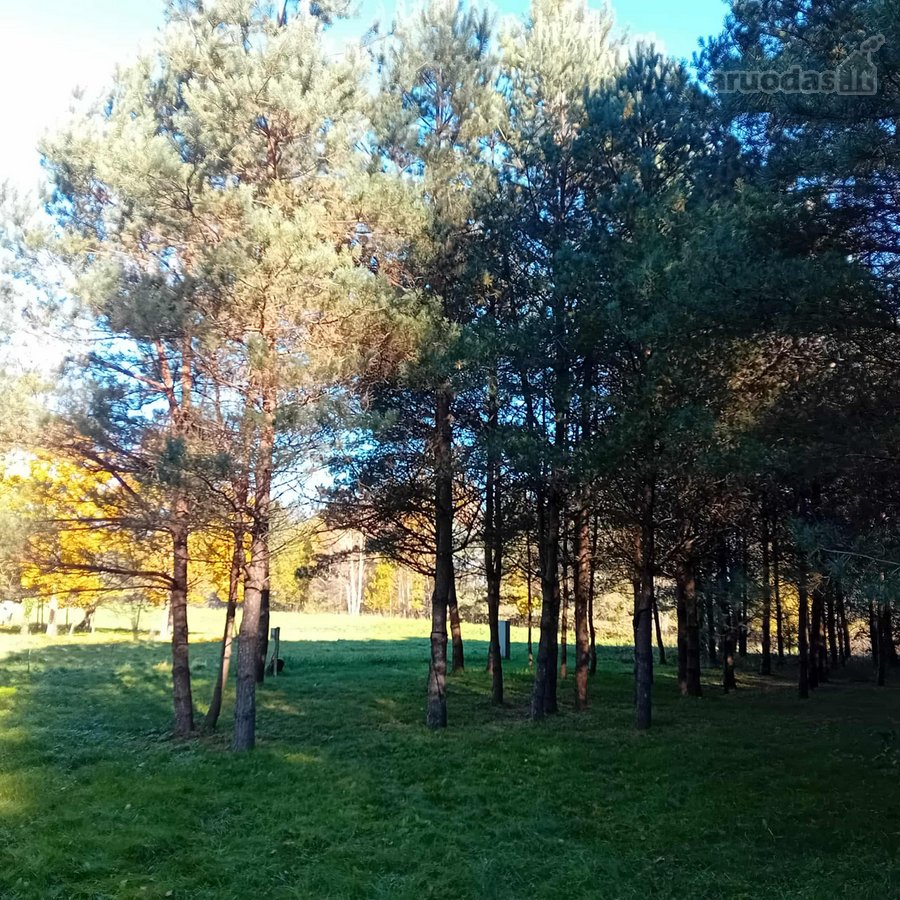 Ši nuostabi pamiškė, su išlikusiais senais - nuotraukos Nr. 4