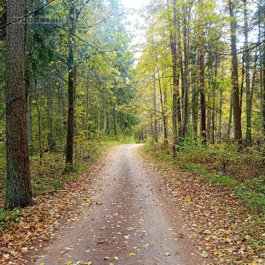 Ši nuostabi pamiškė, su išlikusiais senais
