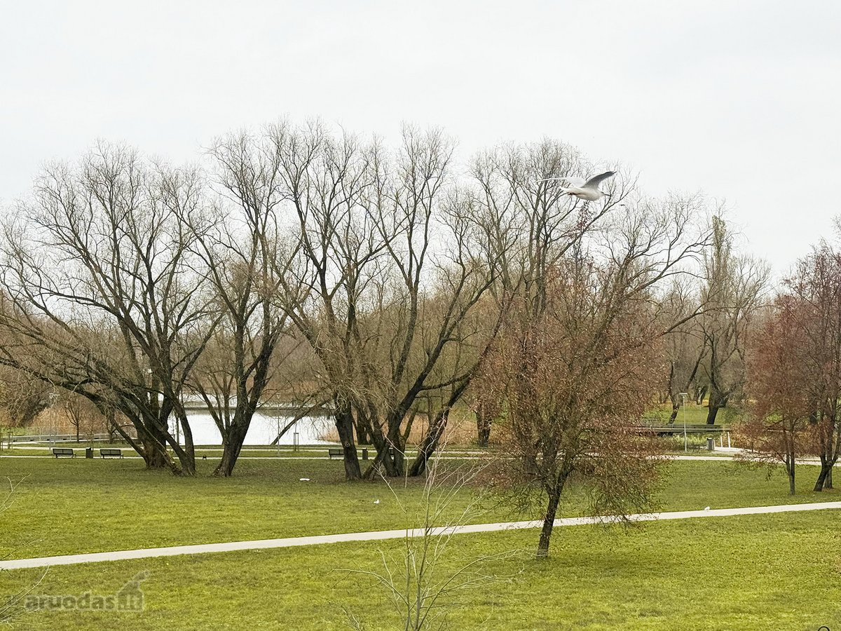 Siūlome nuomai 88 kv. m dydžio komercines - nuotraukos Nr. 5