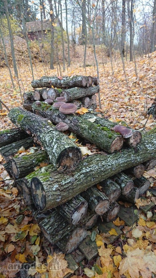 Parduodama 2,1ha sodyba šalia Lėvens Pasvalio - nuotraukos Nr. 17