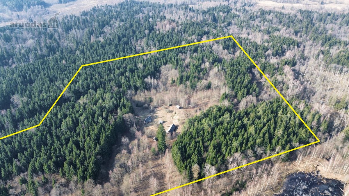 Brandaus spygliuočių miško apsuptyje, - nuotraukos Nr. 2