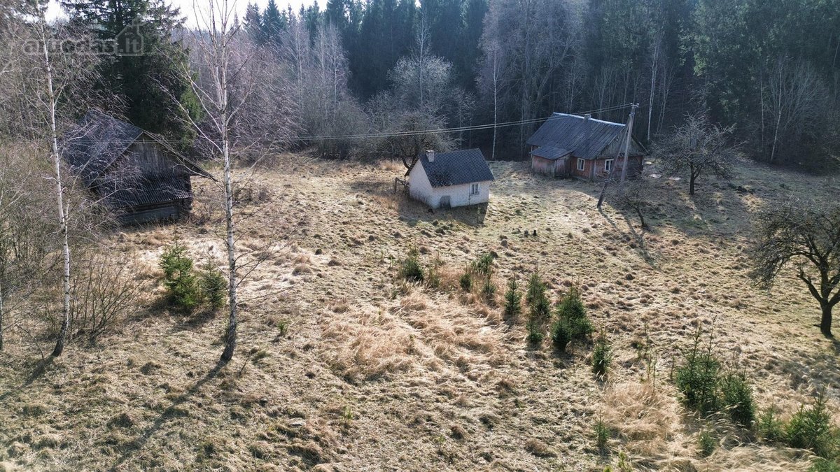 Brandaus spygliuočių miško apsuptyje, - nuotraukos Nr. 3