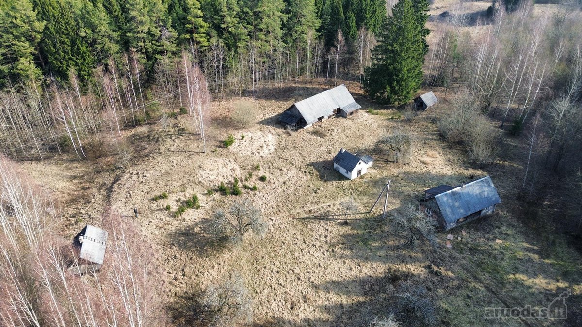 Brandaus spygliuočių miško apsuptyje, - nuotraukos Nr. 4
