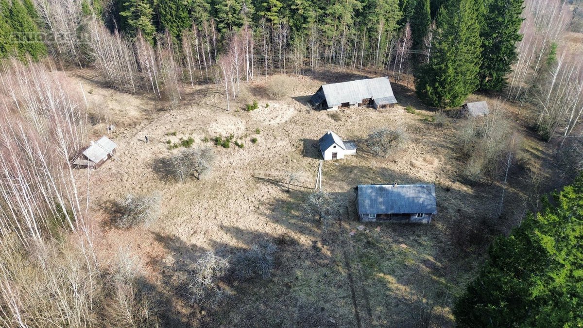 Brandaus spygliuočių miško apsuptyje, - nuotraukos Nr. 5