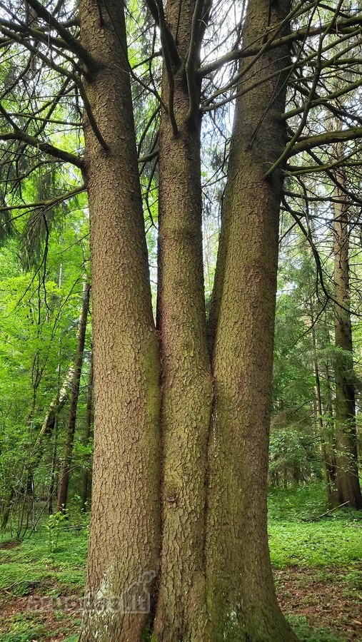 3,86 ha sklypas su statybos leidimu greta - nuotraukos Nr. 9