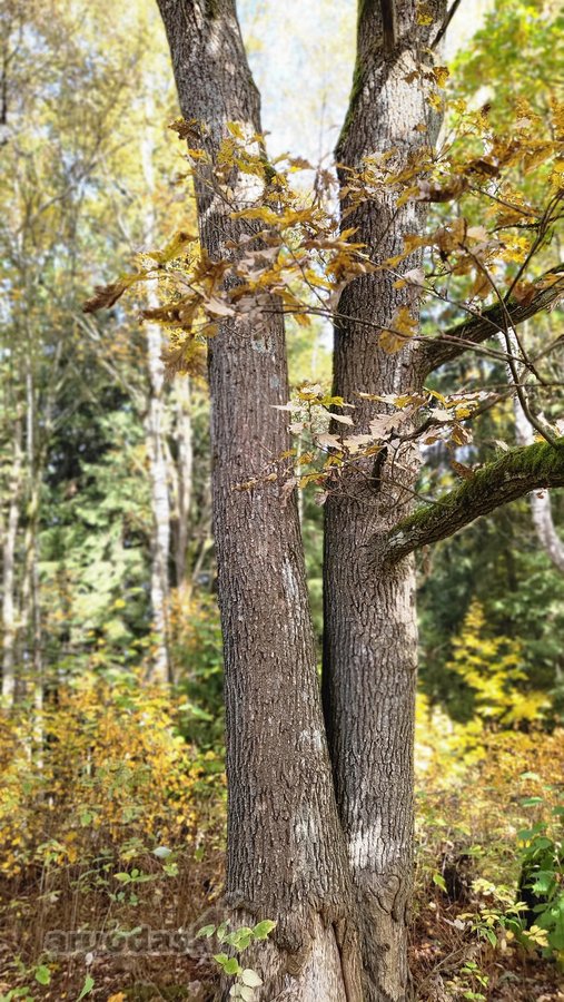 3,86 ha sklypas su statybos leidimu greta - nuotraukos Nr. 10