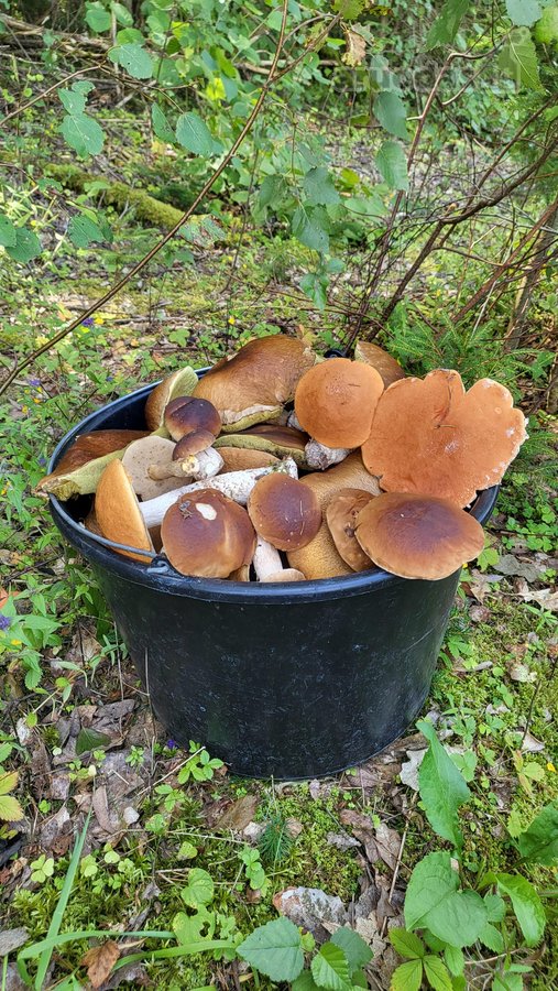 3,86 ha sklypas su statybos leidimu greta - nuotraukos Nr. 14