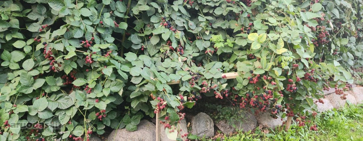 Parduodama autentiška ,100 liepų sodyba - nuotraukos Nr. 19