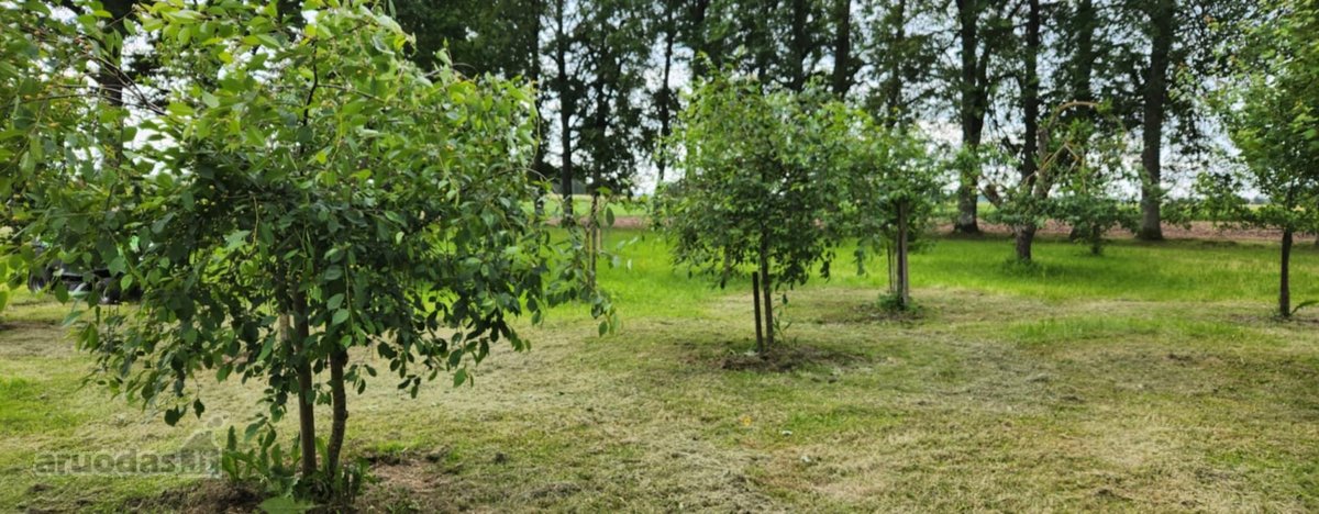 Parduodama autentiška ,100 liepų sodyba - nuotraukos Nr. 20