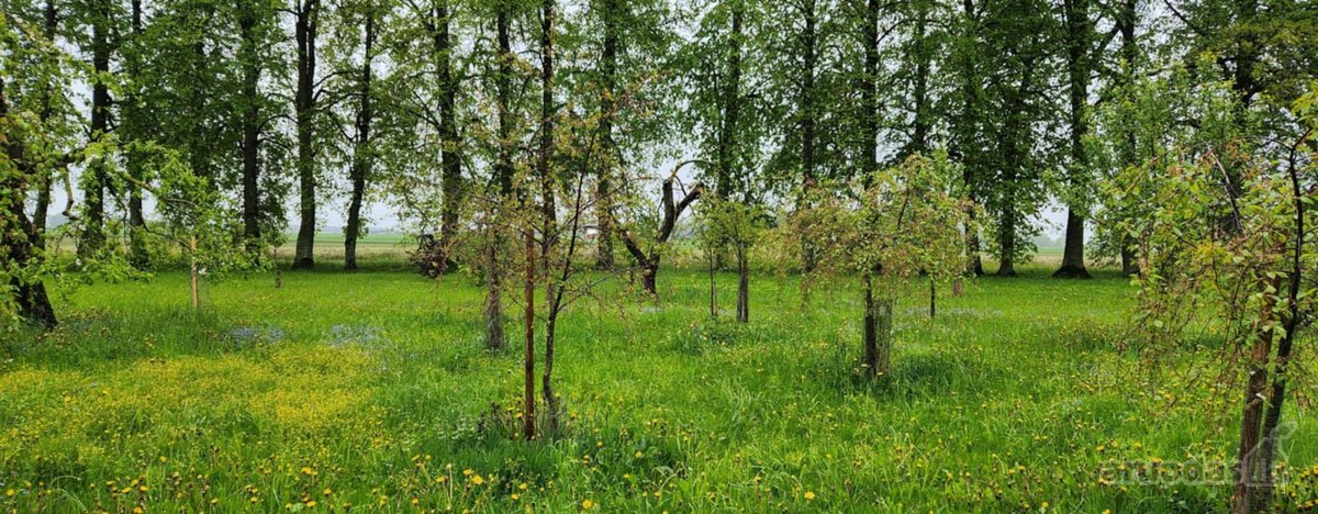 Parduodama autentiška ,100 liepų sodyba - nuotraukos Nr. 22