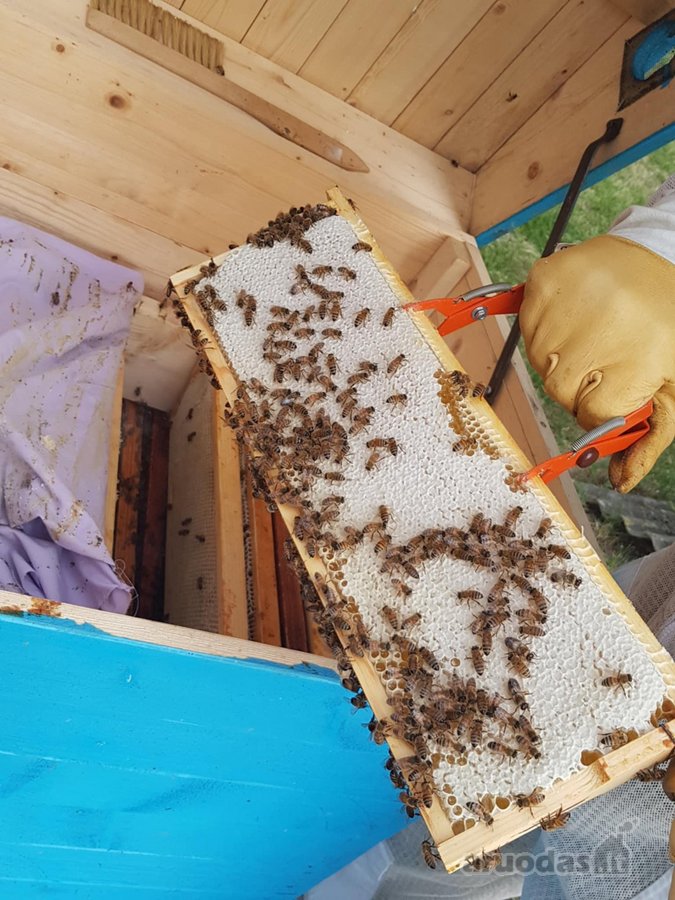 Parduodama autentiška ,100 liepų sodyba - nuotraukos Nr. 26